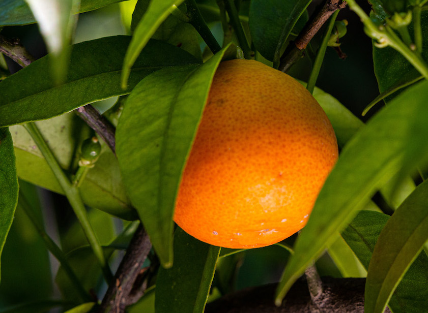 <p><strong>Bitter orange,</strong> a precious tree</p>