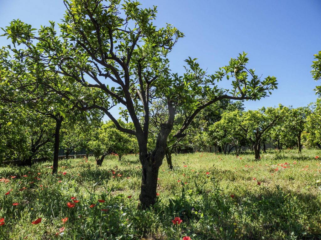 <p><strong>Le bigaradier</strong>, l’arbre précieux</p>