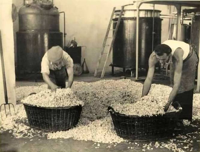 Sorting of orange blossom flowers