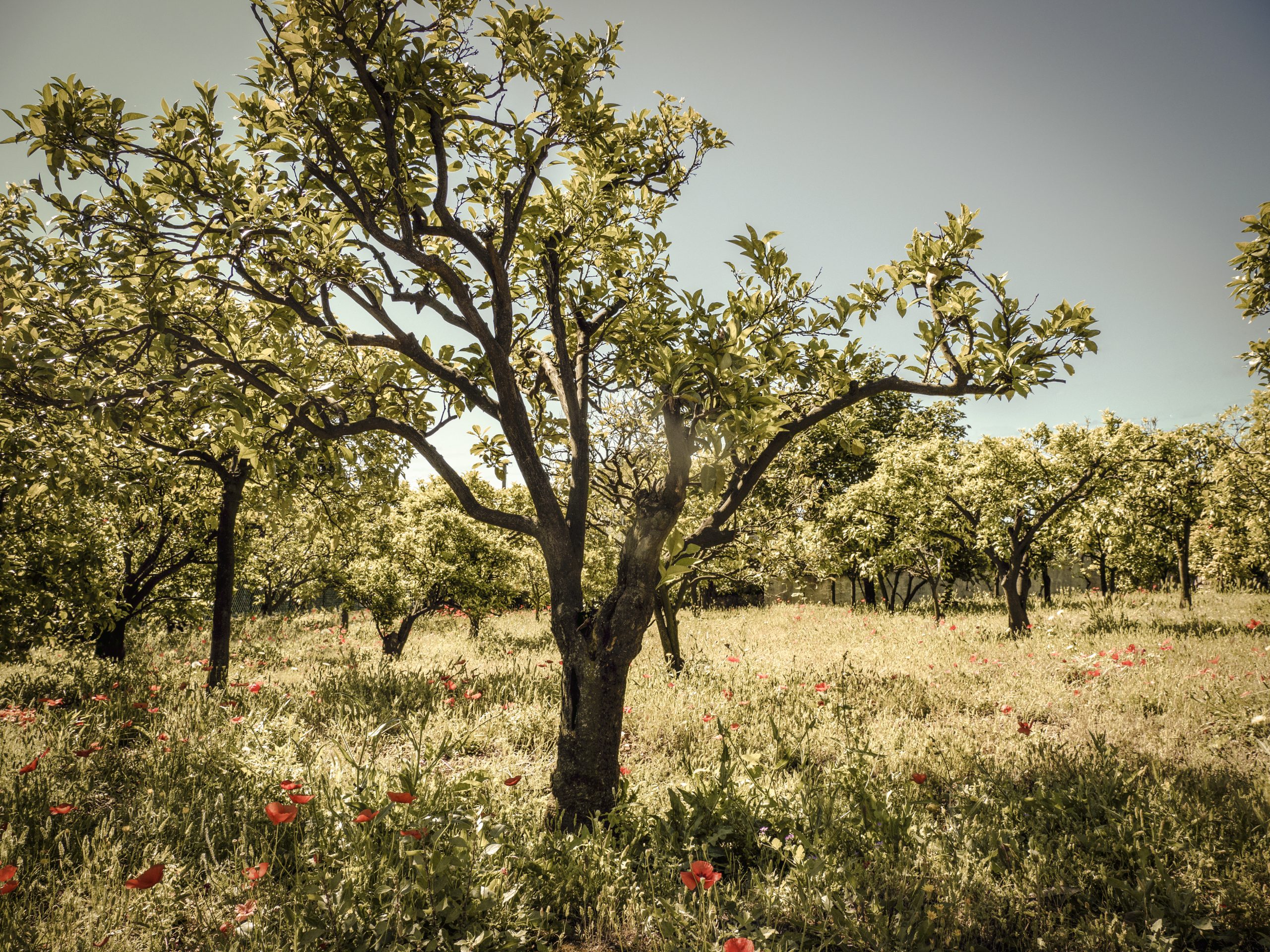 The bitter orange tree