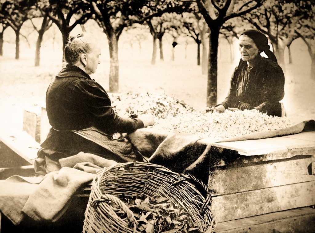 Sorting of orange blossom flowers